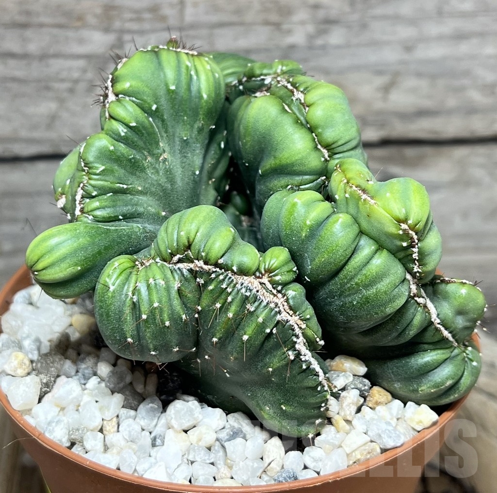 SHPR23920 Cereus coral f. cristata - Image 2