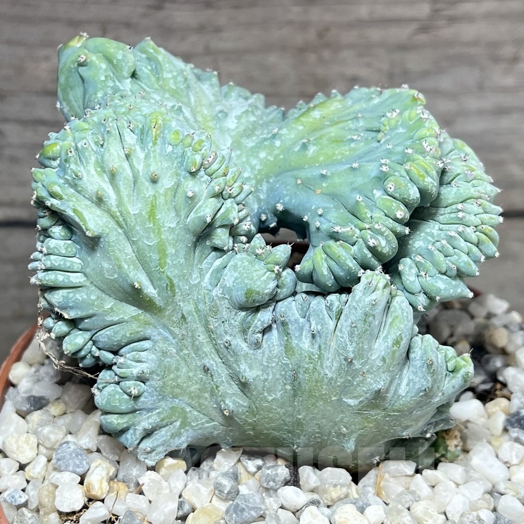 SHPR23925 Myrtillocactus geometrizans f.cristata