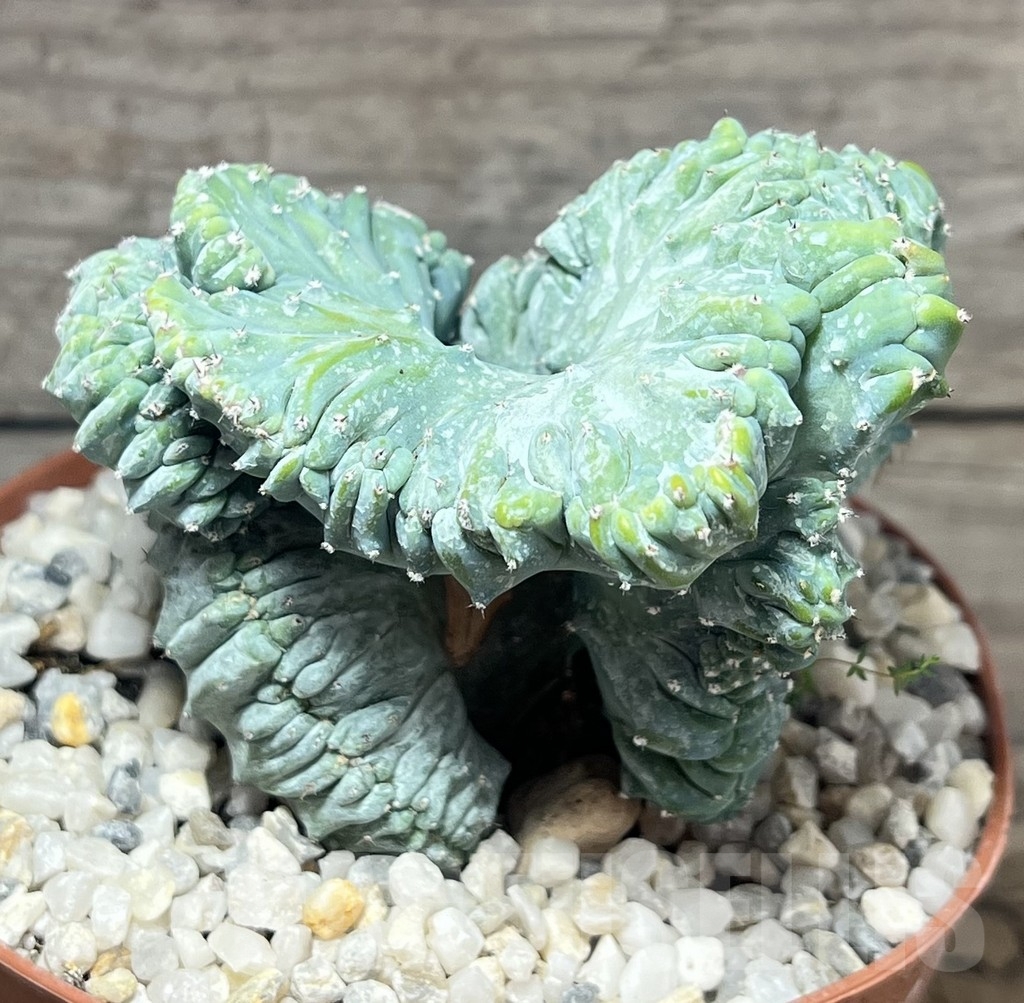 SHPR23925 Myrtillocactus geometrizans f.cristata – Image 2