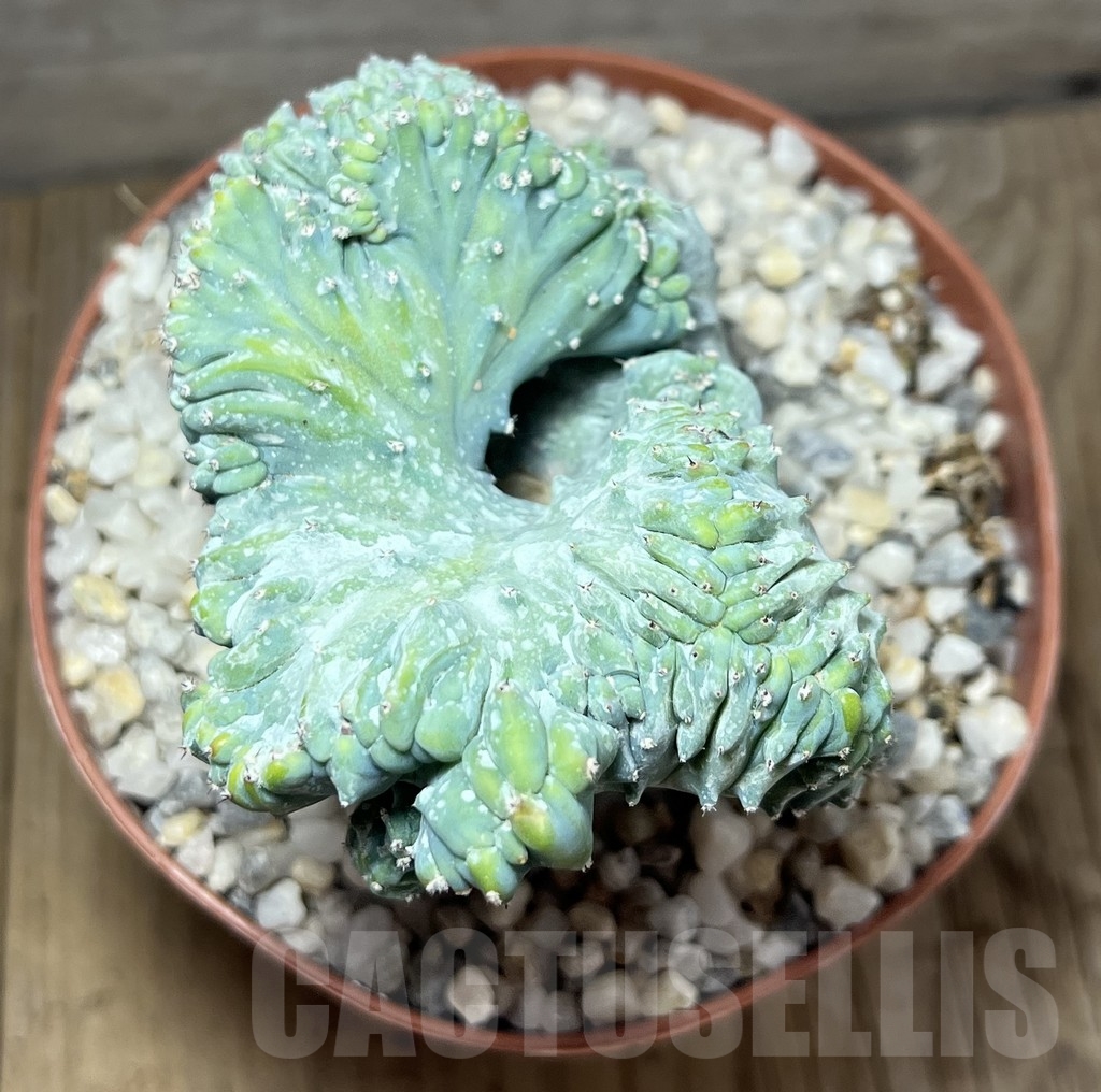 SHPR23925 Myrtillocactus geometrizans f.cristata – Image 3