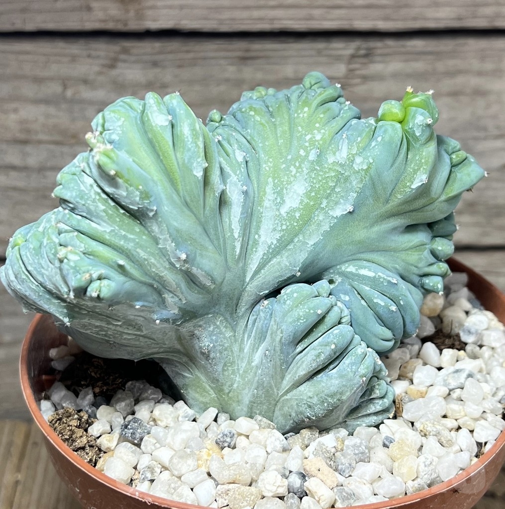 SHPR23926 Myrtillocactus geometrizans f.cristata