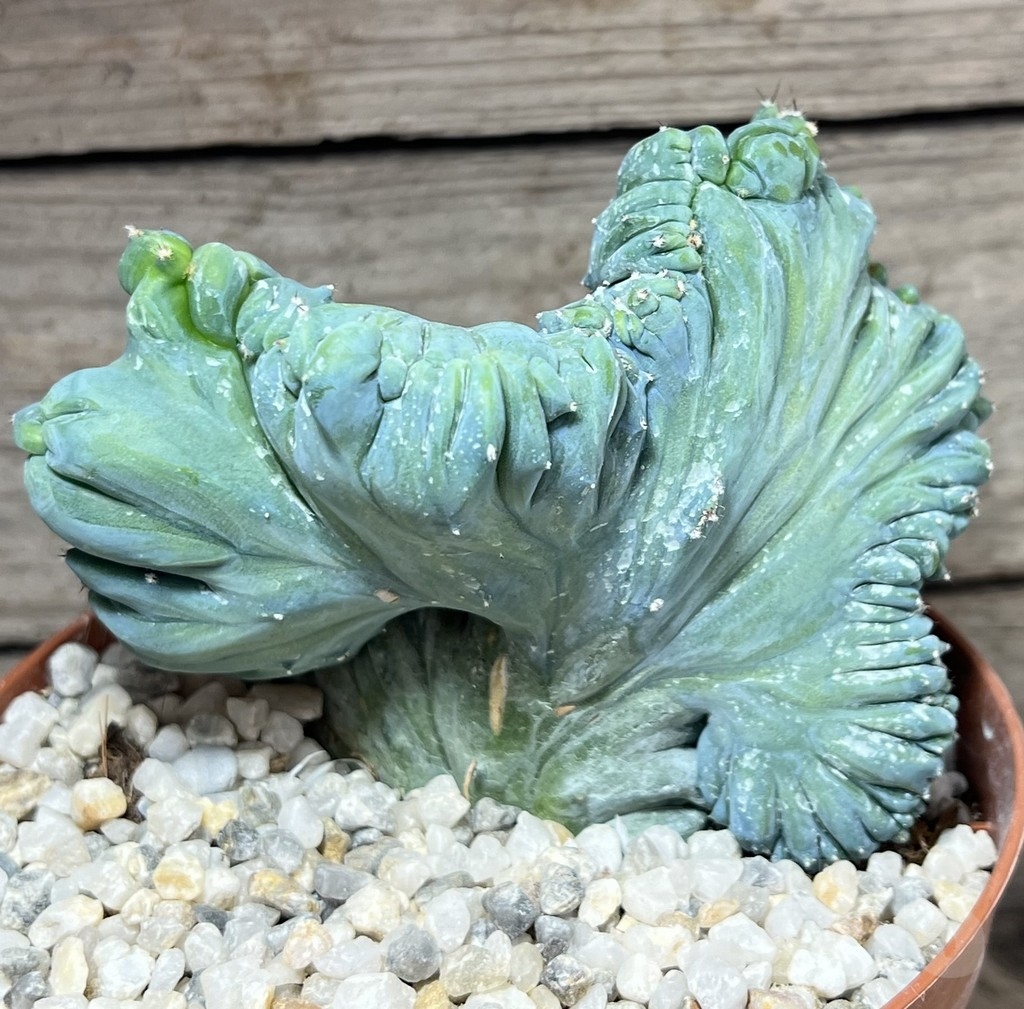 SHPR23926 Myrtillocactus geometrizans f.cristata – Image 2