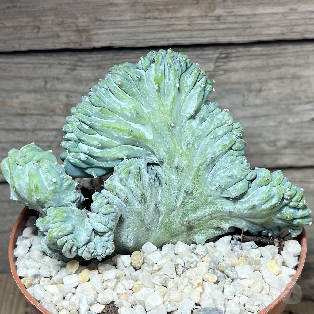 SHPR23927 Myrtillocactus geometrizans f.cristata