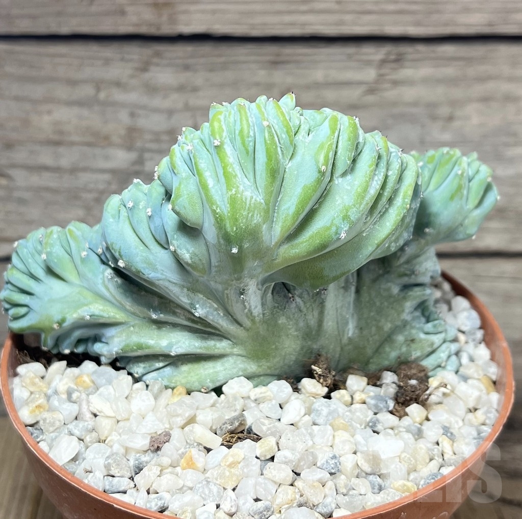 SHPR23927 Myrtillocactus geometrizans f.cristata – Image 2