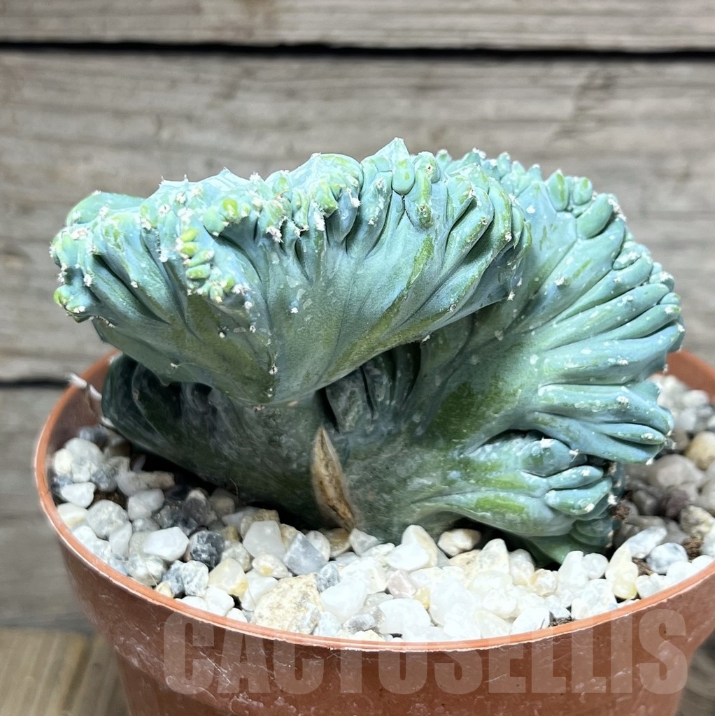 SHPR23928 Myrtillocactus geometrizans f.cristata - Image 2