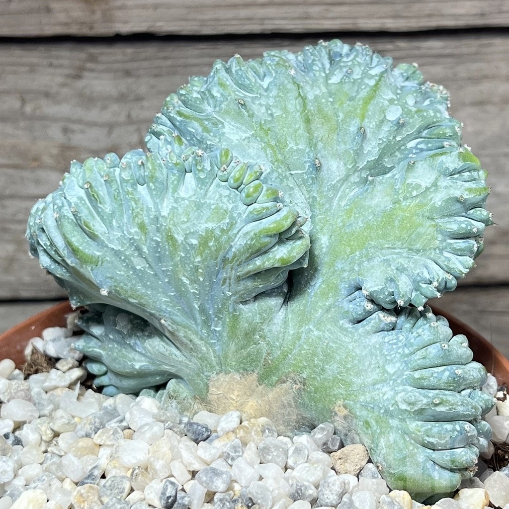 SHPR23928 Myrtillocactus geometrizans f.cristata