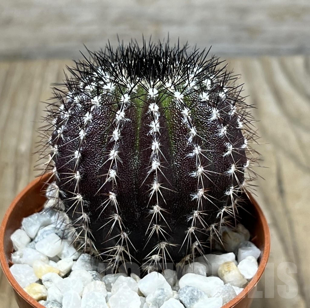 SHPR23930 Uebelmannia pectinifera