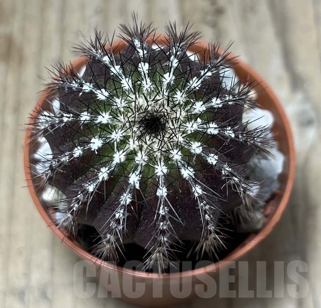 SHPR23930 Uebelmannia pectinifera - Image 2