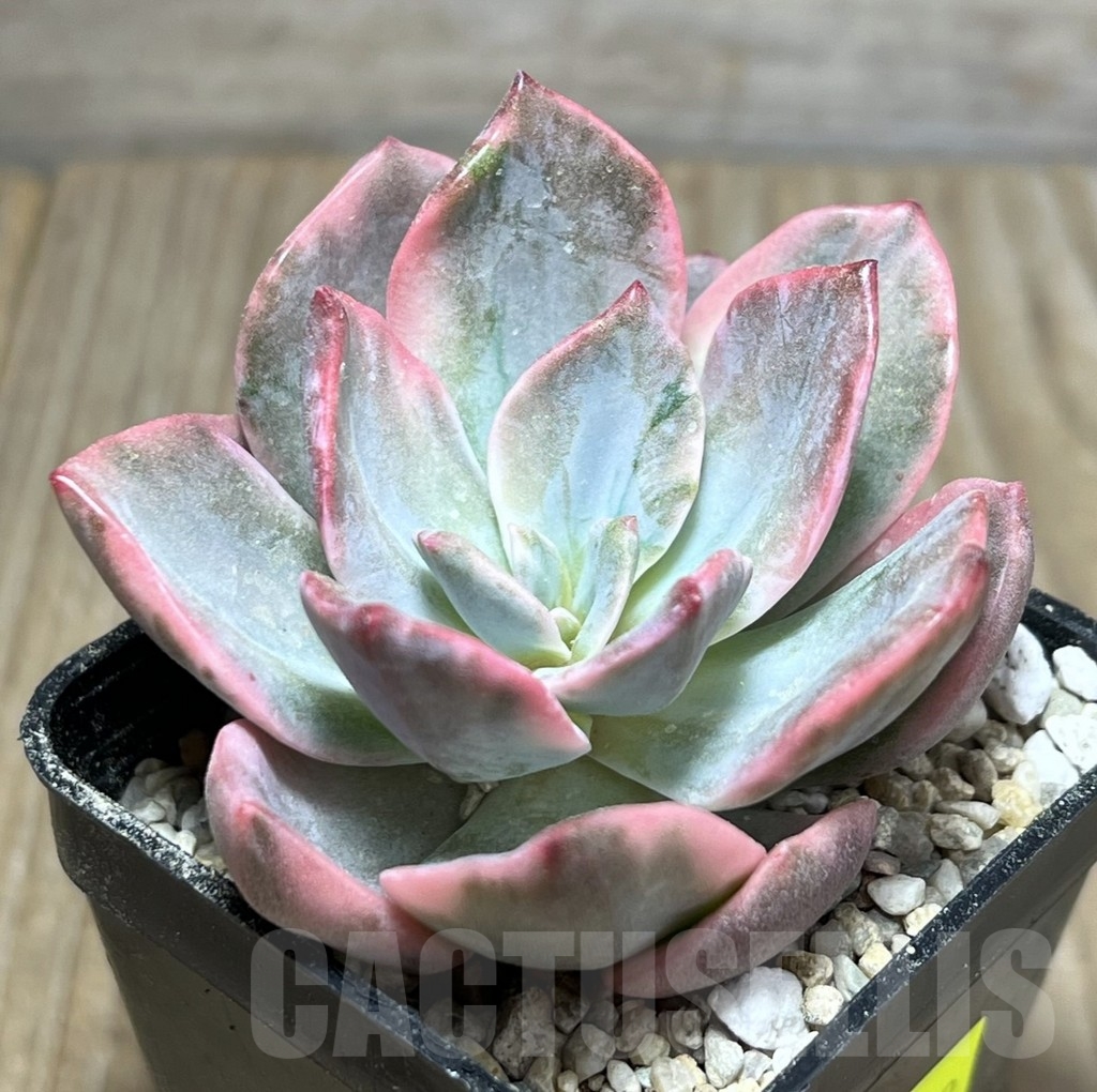 SHPR23932 Graptoveria 'Harry Watson' f. variegata