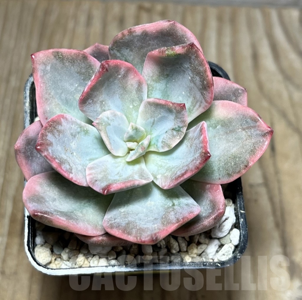 SHPR23932 Graptoveria 'Harry Watson' f. variegata - Image 2