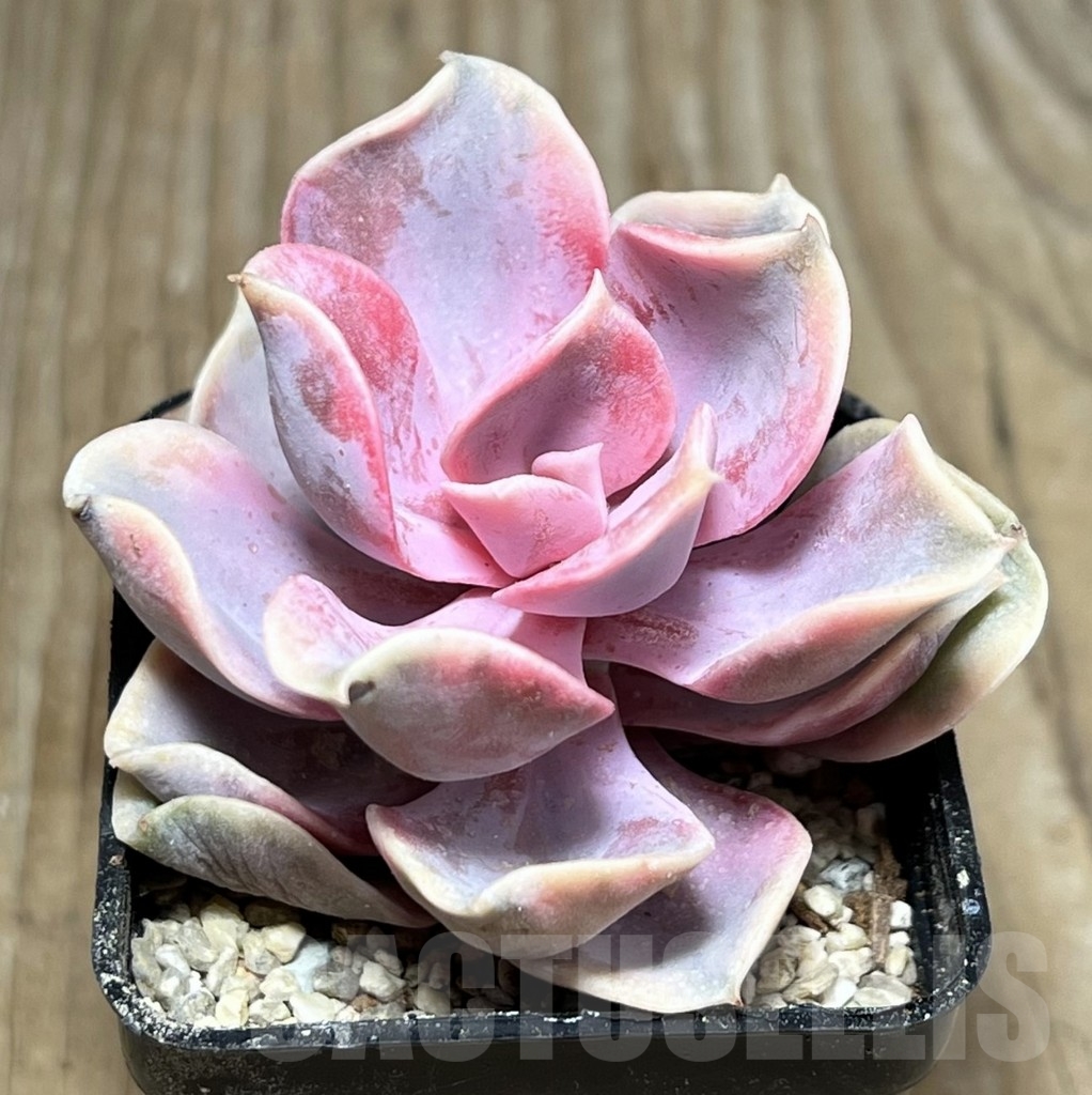 SHPR23933 Echeveria 'Rainbow'