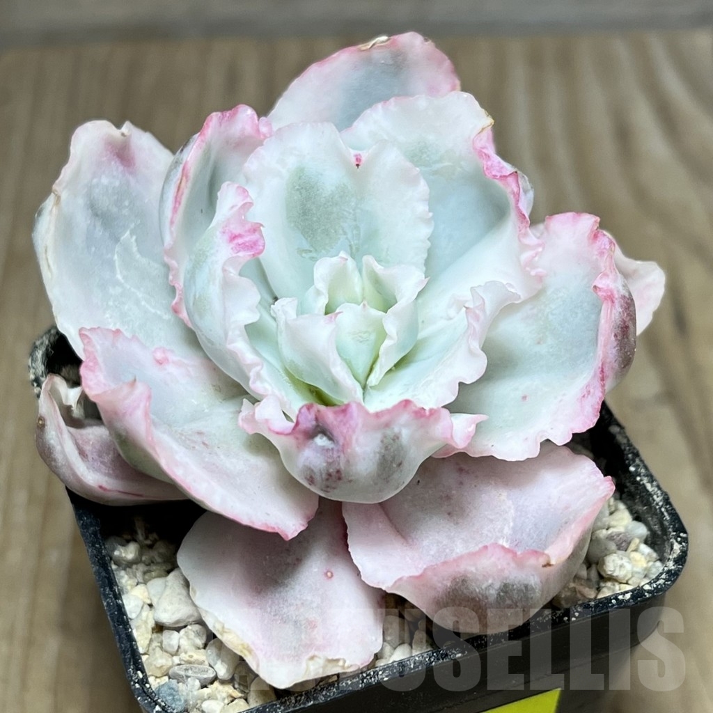 SHPR23934 Echeveria 'Berkeley Light'