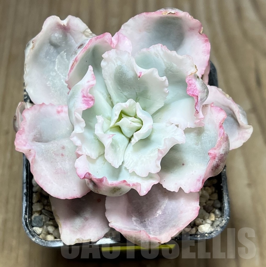 SHPR23934 Echeveria 'Berkeley Light' - Image 2