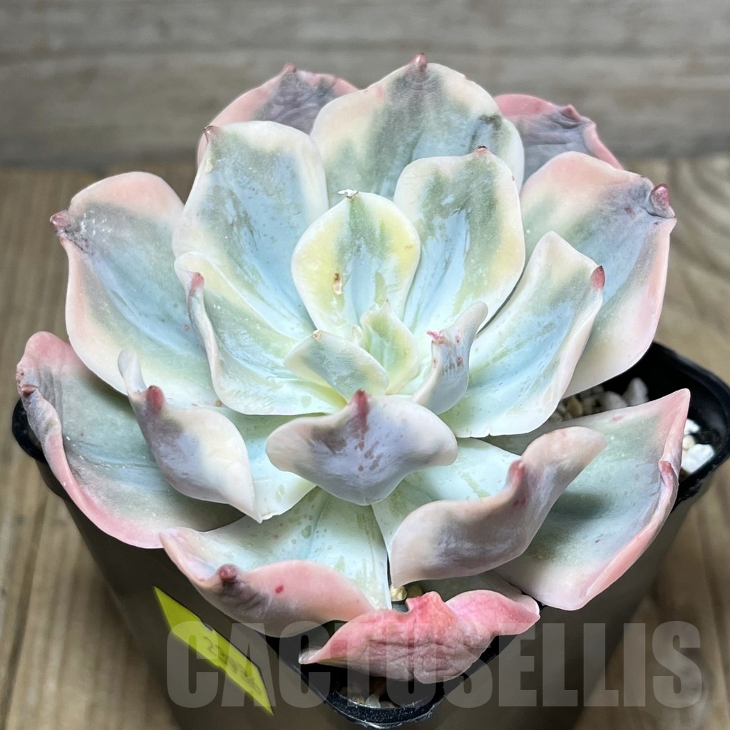 SHPR23936 Echeveria 'Sitifukumiama' f. variegata - Imagen 2