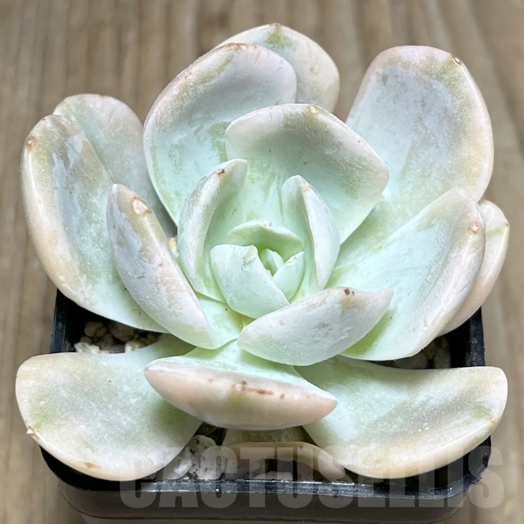 SHPR23939 Echeveria 'Runyonii' f. variegata