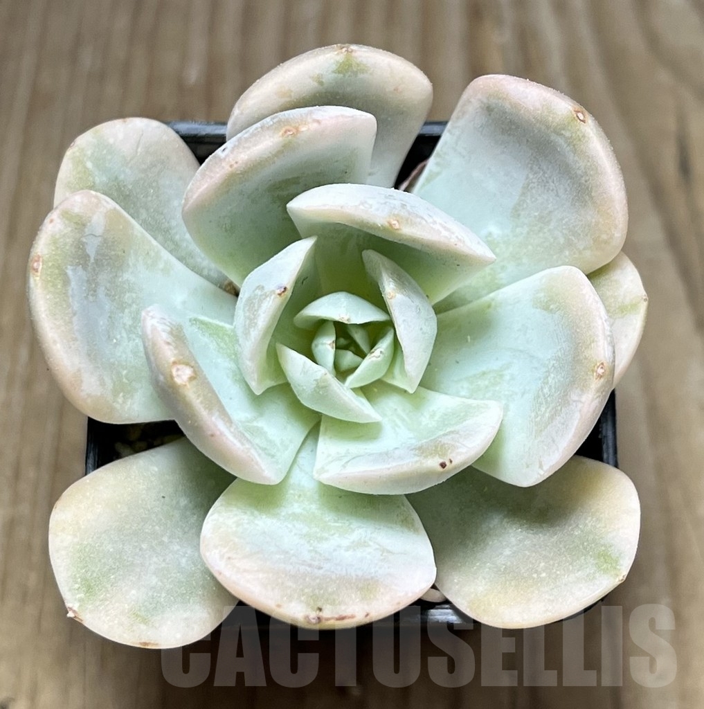SHPR23939 Echeveria 'Runyonii' f. variegata - immagine 2