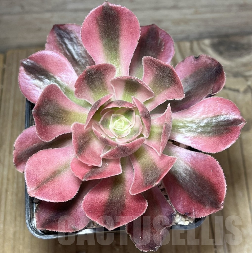 SHPR23941 Aeonium 'Pink Witch' - Image 2