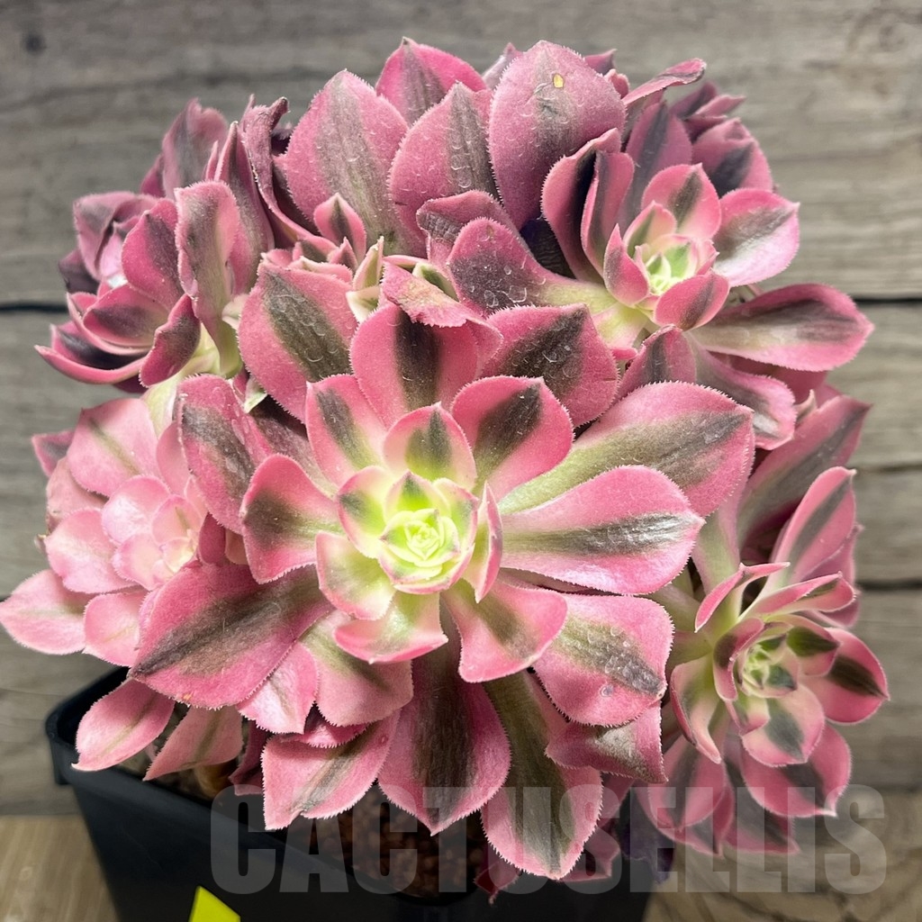 SHPR23942 Aeonium "Pink Witch " cluster - Image 2