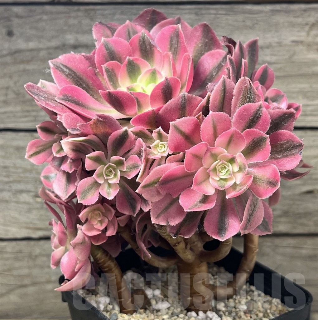 SHPR23942 Aeonium "Pink Witch " cluster