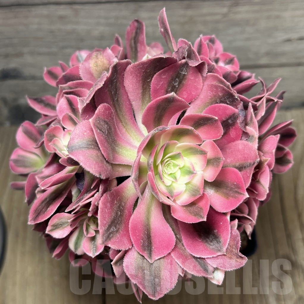 SHPR23942 Aeonium "Pink Witch " cluster - Image 3