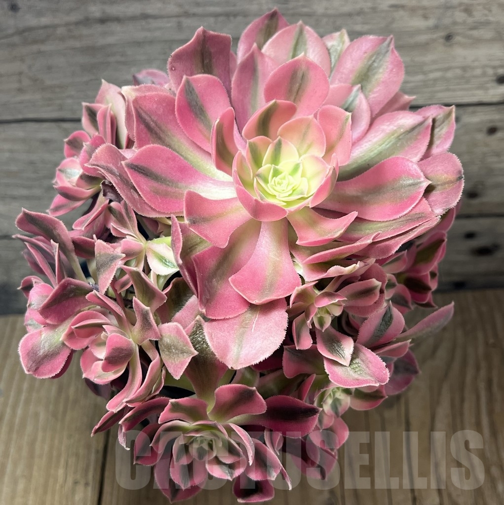SHPR23943 Aeonium "Pink Witch" cluster