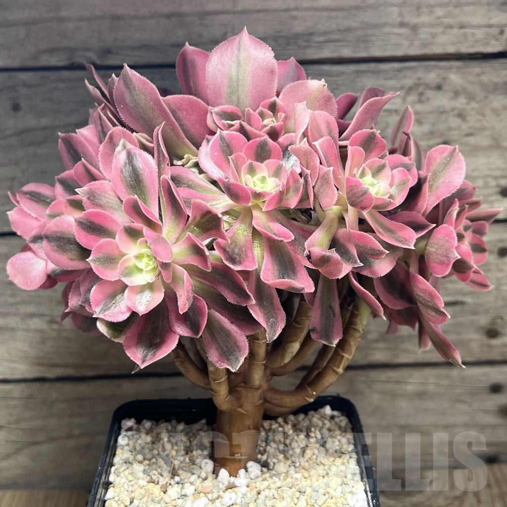 SHPR23943 Aeonium "Pink Witch" cluster - Image 2