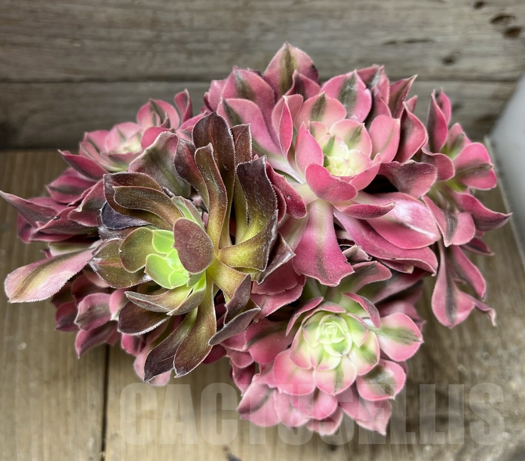 SHPR23944 Aeonium hybrid 1 - Image 3
