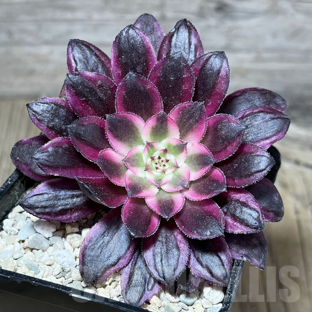SHPR23945 Aeonium hybrid 2