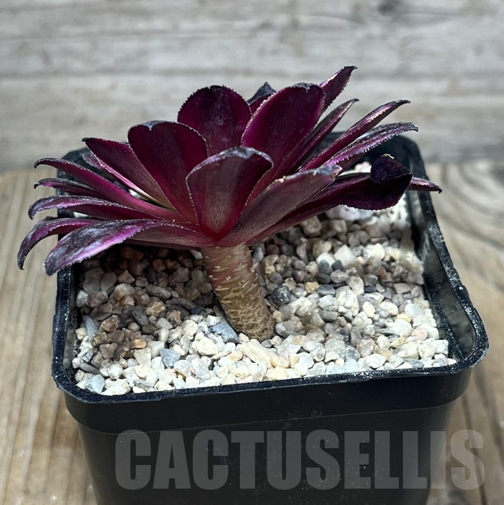 SHPR23945 Aeonium hybrid 2 - Image 2