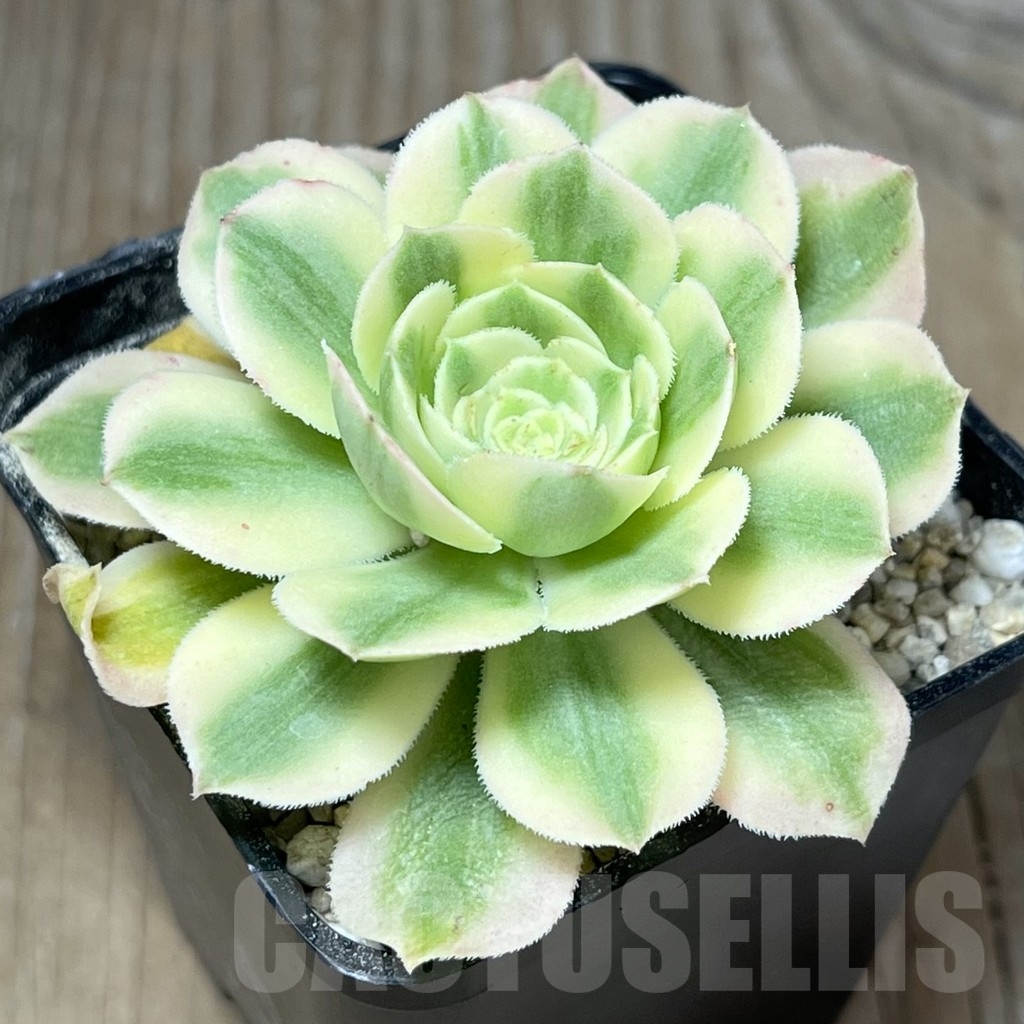 SHPR23946 Aeonium hybrid 3