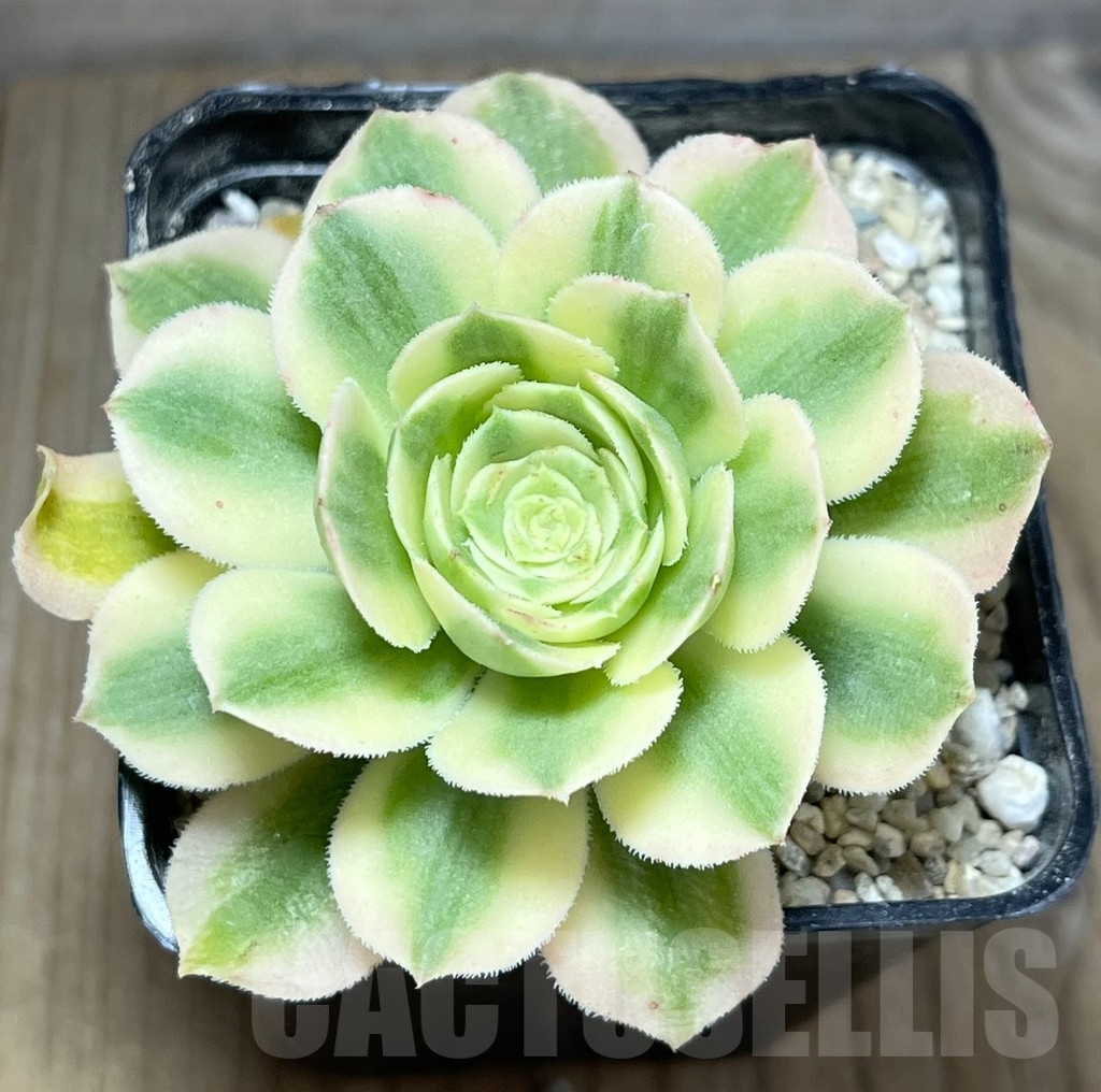 SHPR23946 Aeonium hybrid 3 - Image 2