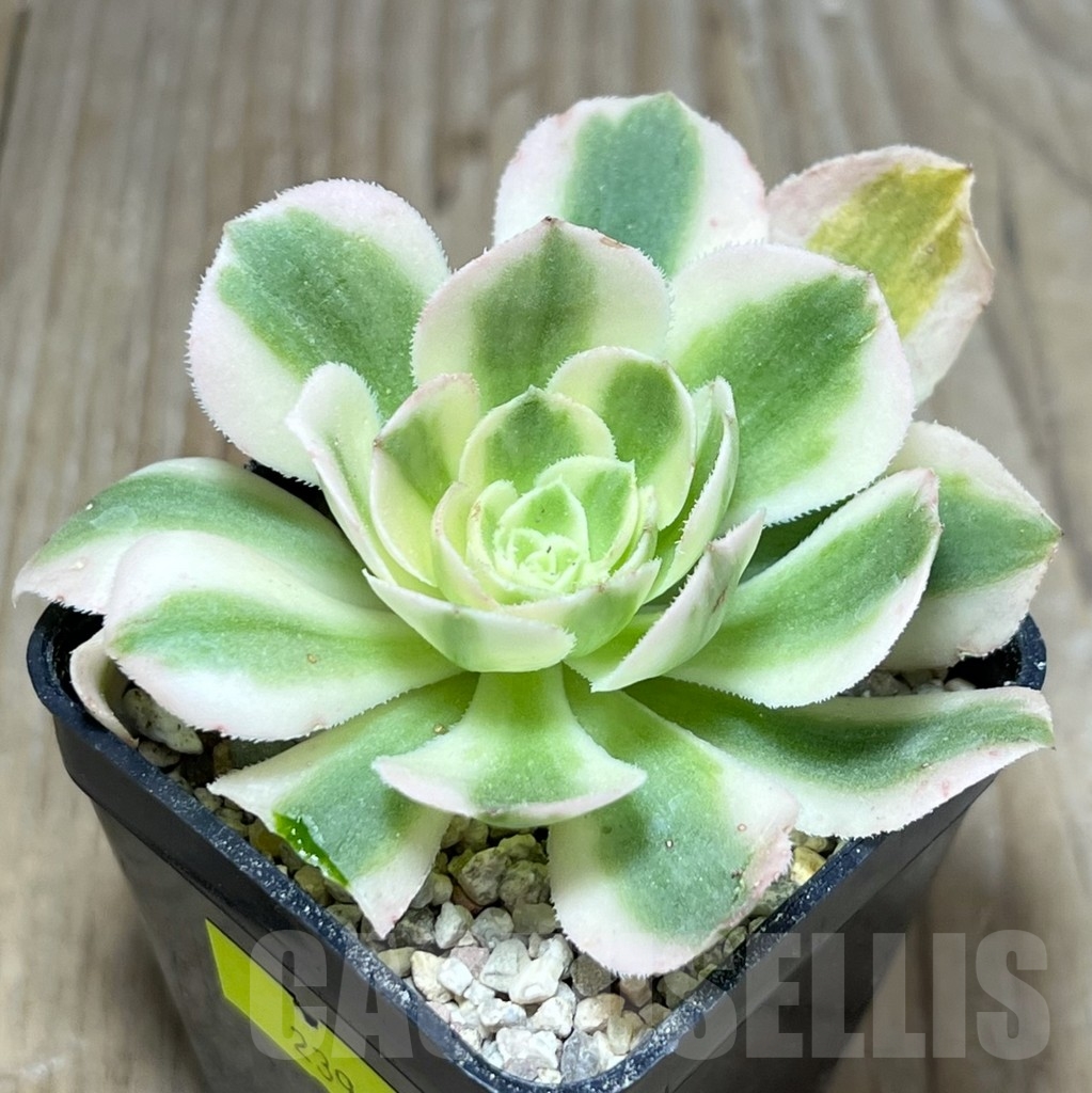 SHPR23947 Aeonium hybrid 3
