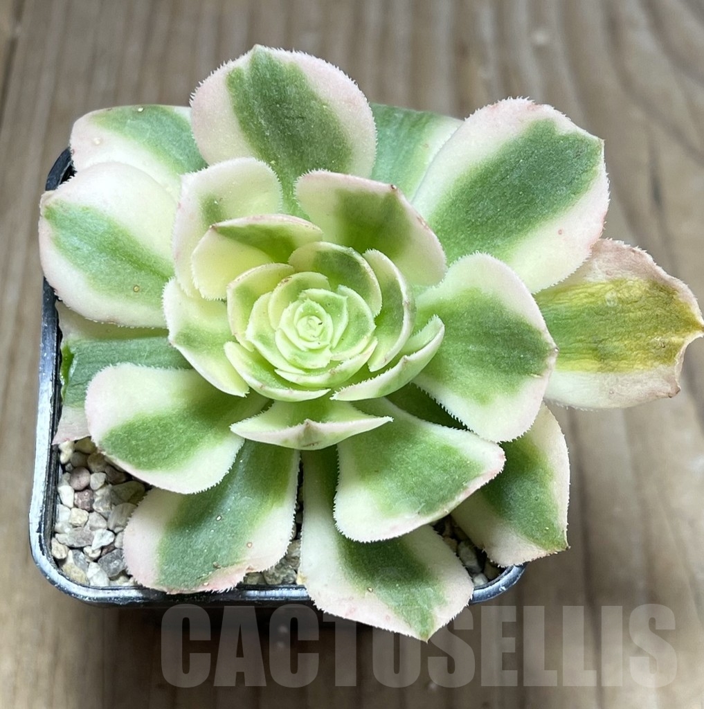 SHPR23947 Aeonium hybrid 3 - 画像 (2)