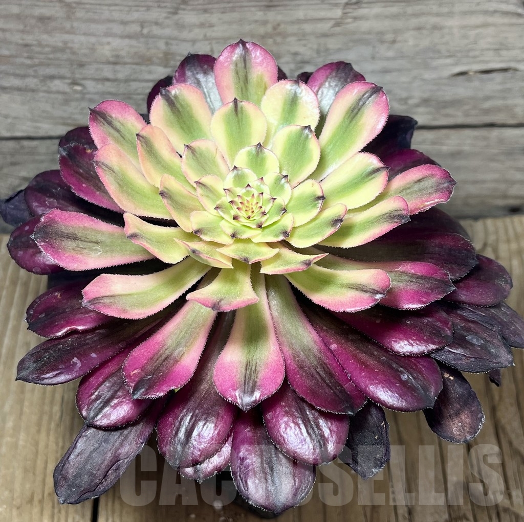 SHPR23950 Aeonium hybrid 5