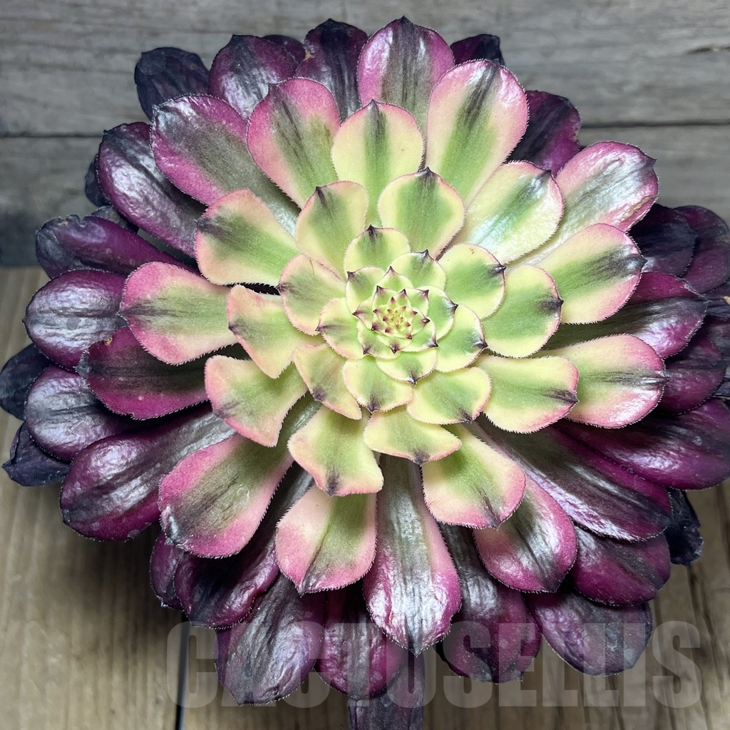 SHPR23950 Aeonium hybrid 5 - Зображення 2