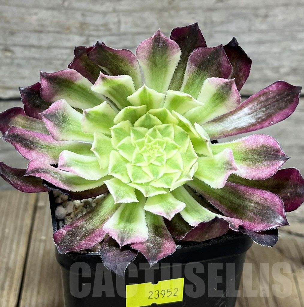 SHPR23952 Aeonium hybrid 5