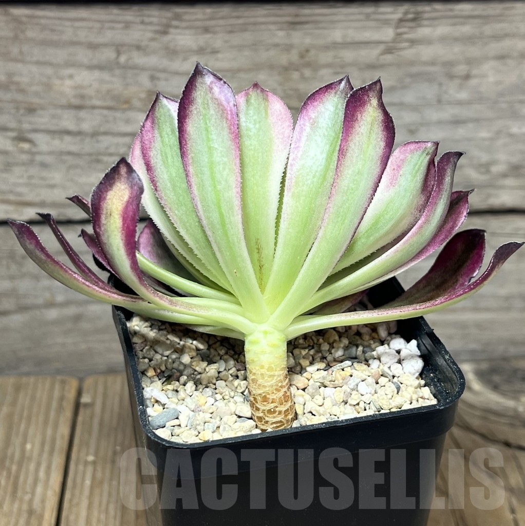 SHPR23952 Aeonium hybrid 5 - Image 2