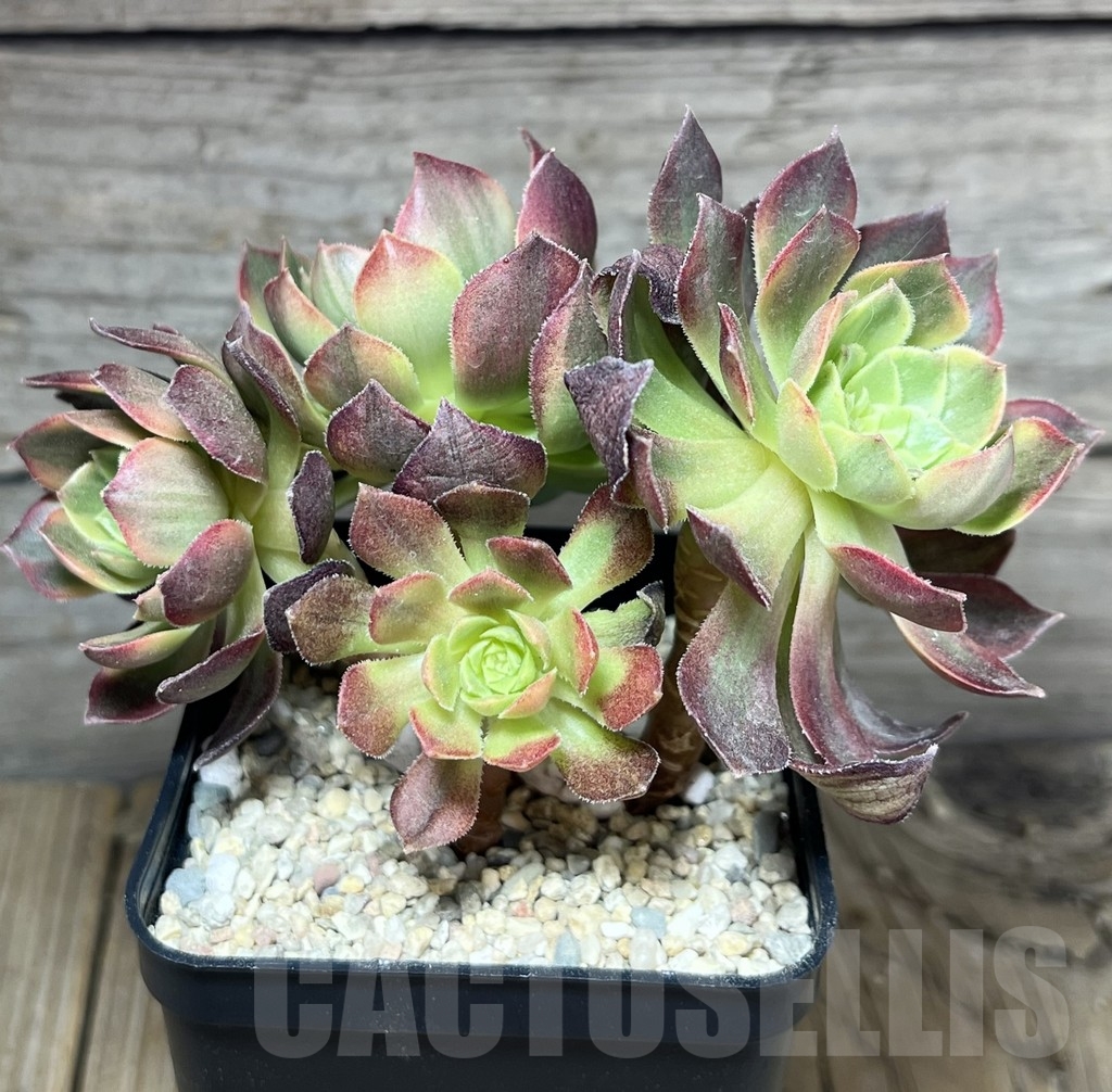 SHPR23953 Aeonium hybrid 6