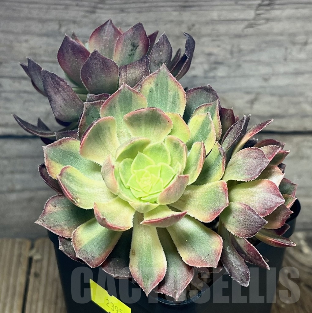 SHPR23953 Aeonium hybrid 6 - Image 2