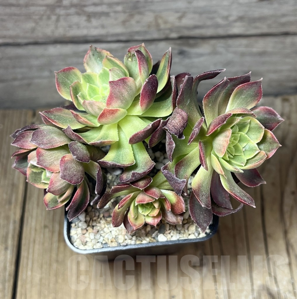 SHPR23953 Aeonium hybrid 6 - Image 3