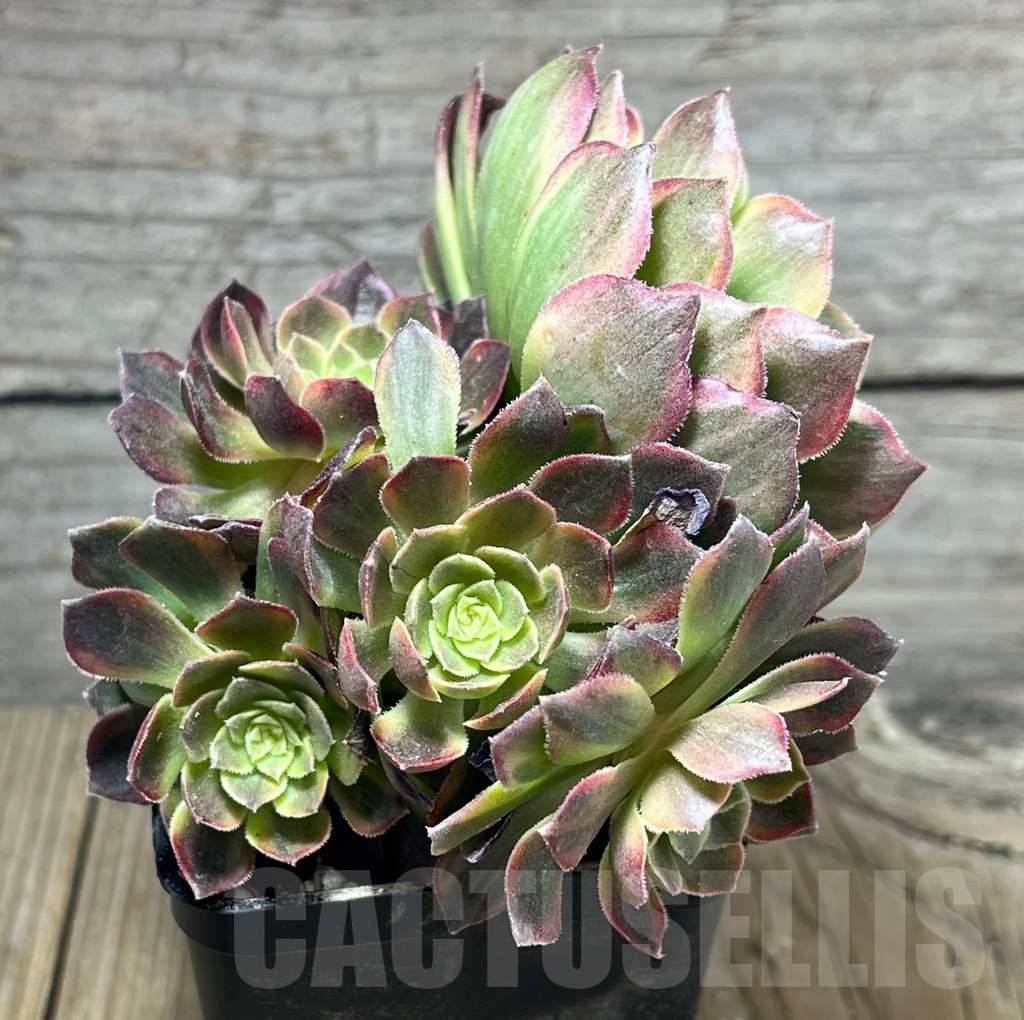 SHPR23955 Aeonium hybrid 6 - Image 2