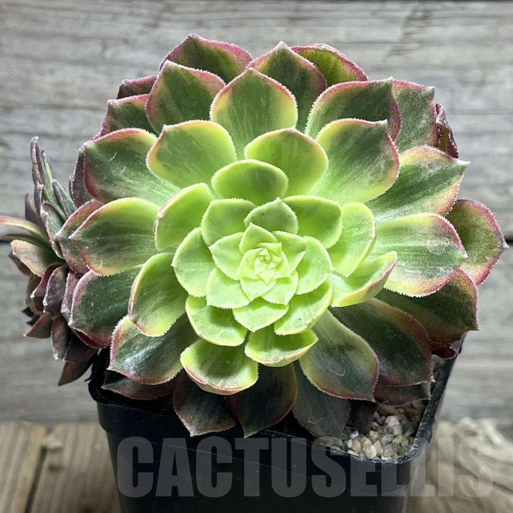 SHPR23955 Aeonium hybrid 6
