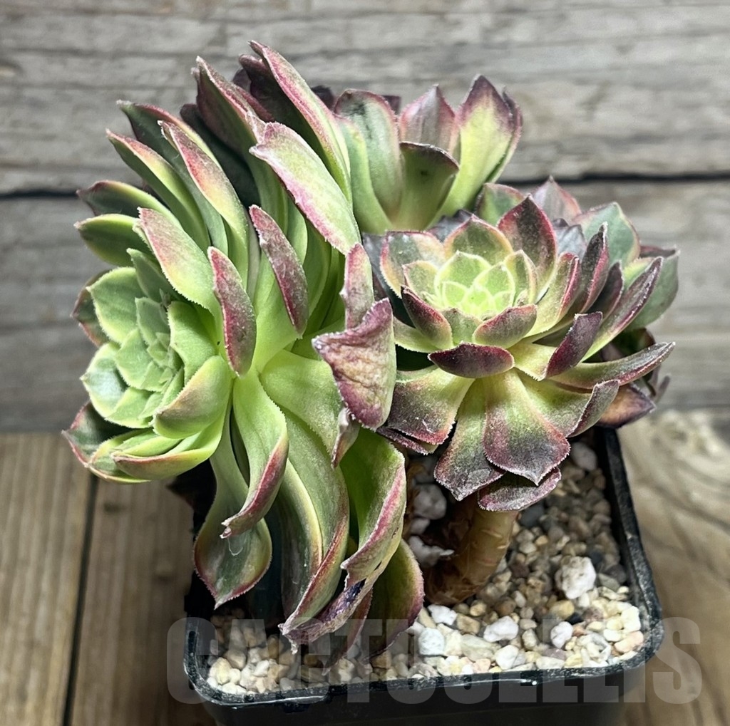 SHPR23955 Aeonium hybrid 6 - Image 3