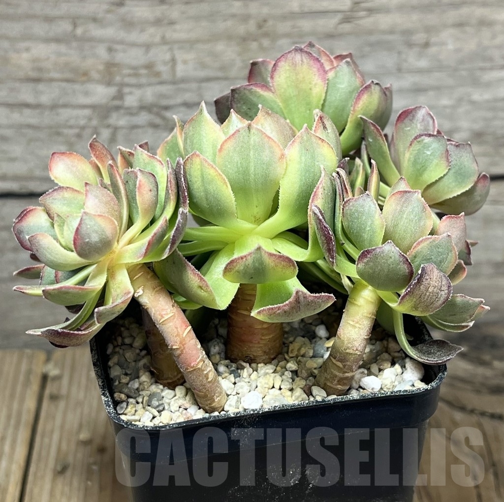 SHPR23956 Aeonium hybrid 6 - Obrázek 2