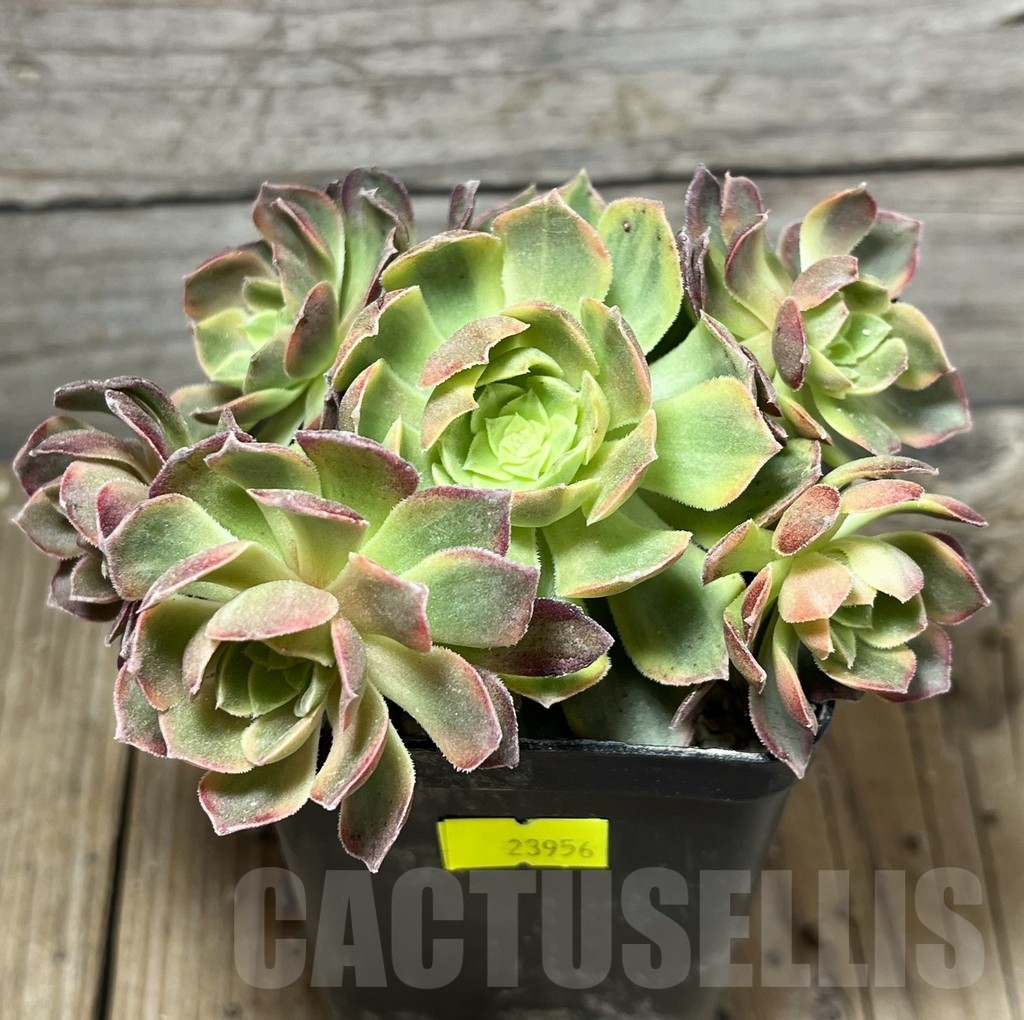 SHPR23956 Aeonium hybrid 6