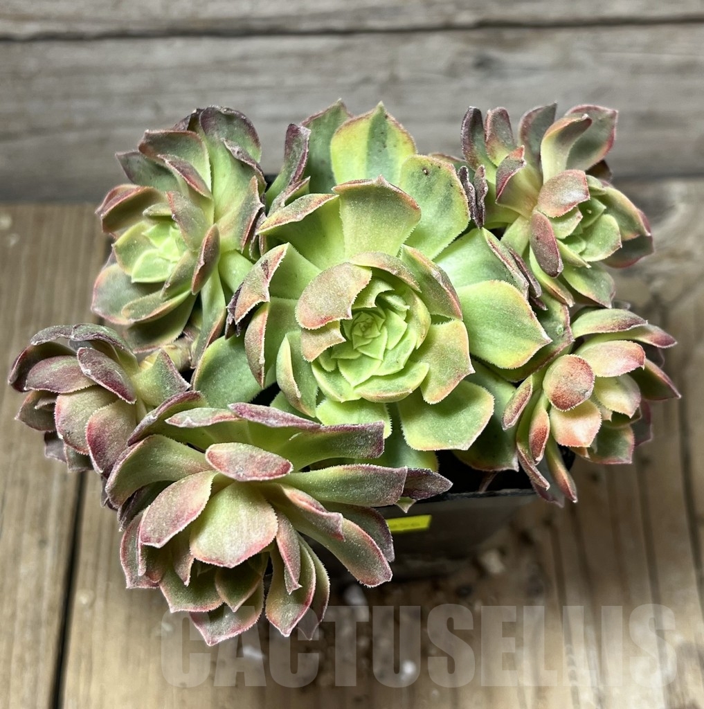 SHPR23956 Aeonium hybrid 6 - Obrázek 3