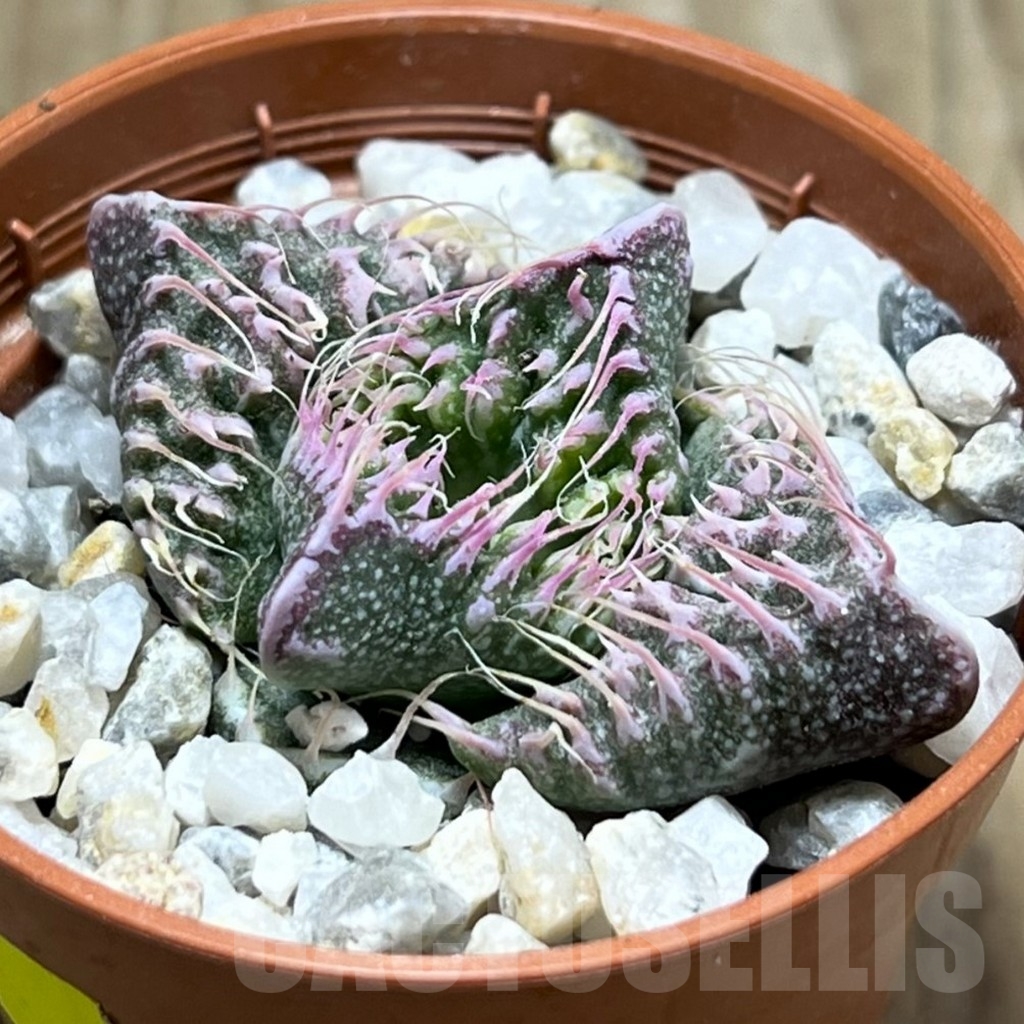 SHPR23959 Faucaria tuberculosa -Japan-