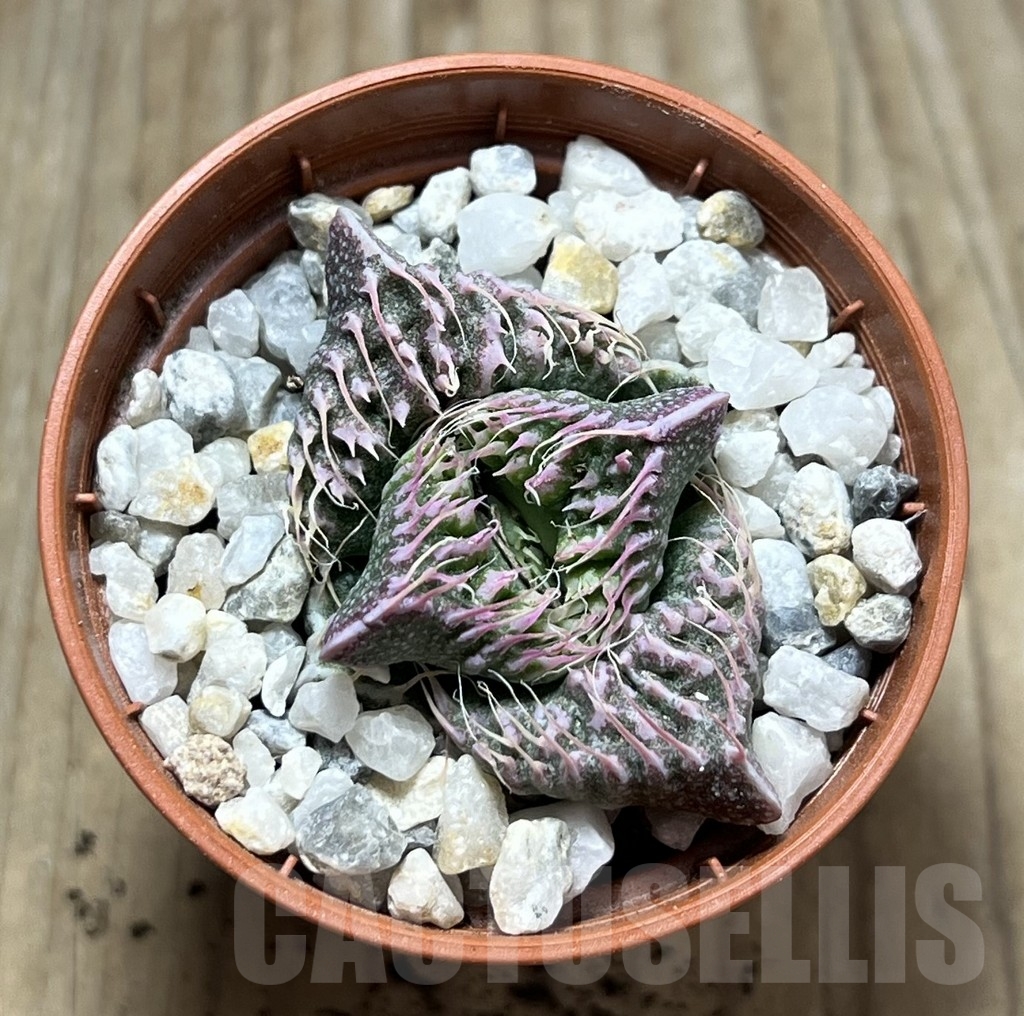 SHPR23959 Faucaria tuberculosa -Japan- - immagine 2