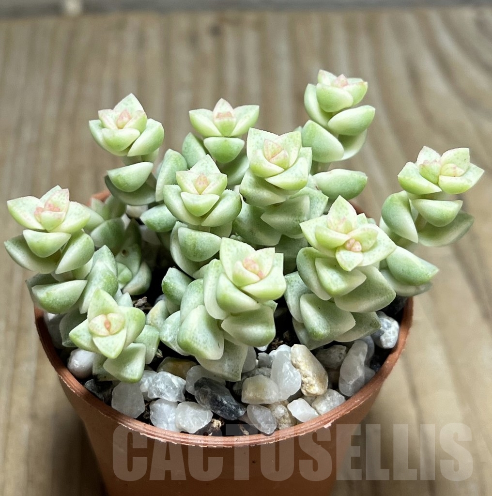 SHPR23960 Crassula marnieriana 'Tom Thumb' f. variegata