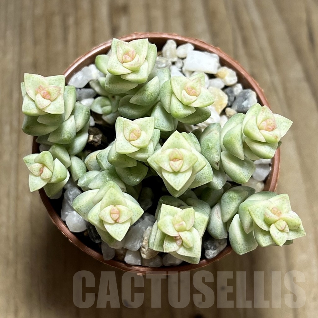SHPR23960 Crassula marnieriana 'Tom Thumb' f. variegata - Imagen 2
